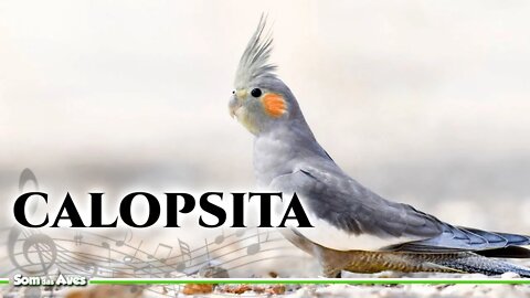 Canto da CALOPSITA - Cockatiel (Nymphicus hollandicus)