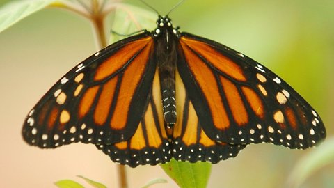 Monarch Butterfly Population In California Is 'Disturbingly Low'