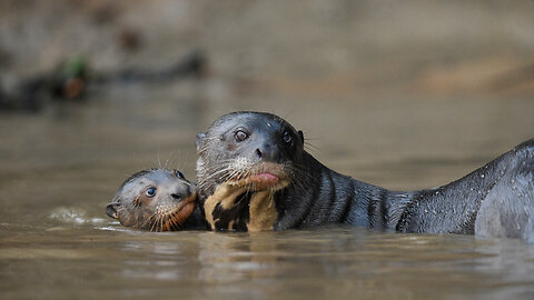 Otter Family Fight For Survival Against Jaguar Attack | SNAPPED IN THE WILD