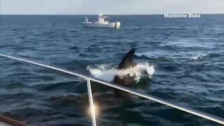 Right Whales off Palm Beach inlet