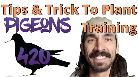 Pigeons420 Tips & Trick To Plant Training