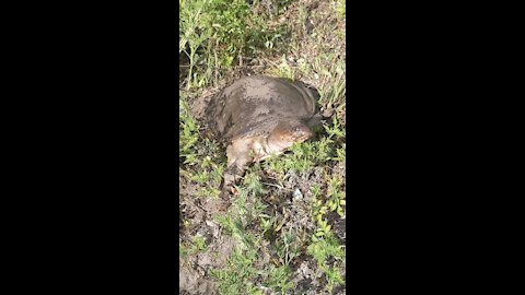 Soft Shell turtle comes out to greet