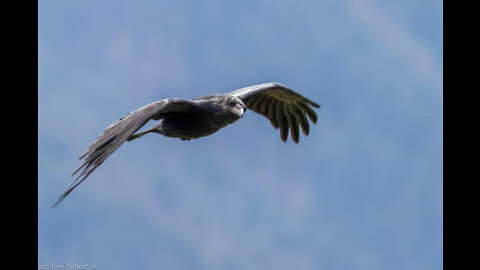 EAGLE ATTACKS SNAKE