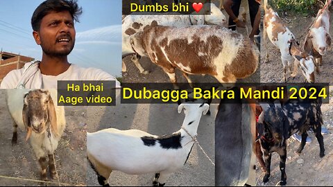 Dubagga Bakra Mandi 2024 | Bakra Eid Ki Bazaar | Lucknow Bakra Mandi 2024 | Bakra Bazaar Lucknow |