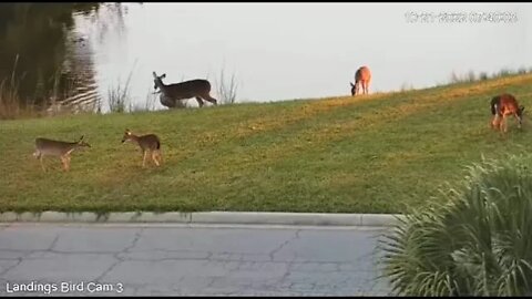 Breakfast at The Lagoon 🦌 10/21/22 07:40