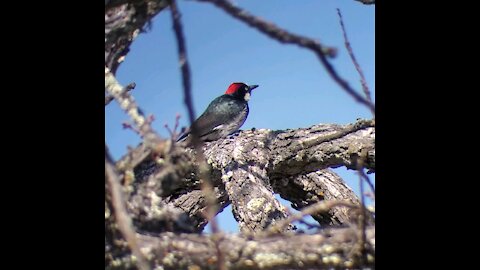 Acorn Woodpecker hiding an acorn