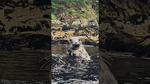 Close encounter with a young grey seal at Lundy Island #seal #animals #wildlife #viral #subscribe