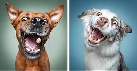 "Gone Barking Mad: Dogs in Their Most Ridiculous Moments"