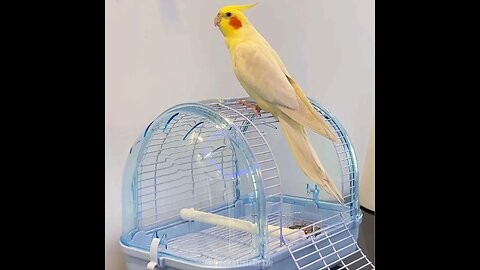 Pet Bird Parrot Cage Carrying Cage Carrying Transparent Cage for Playing Outside Bird Cage