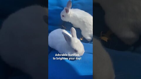 Look how BIG these baby bunnies are now #soadorable #animals #shorts