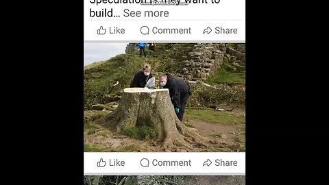 iconic Sycamore Gap tree MASSACRE