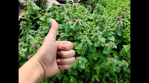 Wild Edibles - Purple Dead Nettle