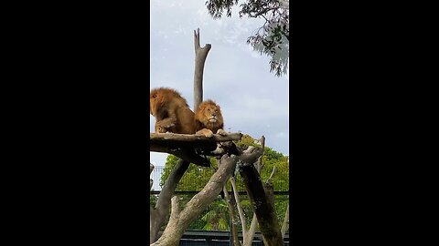 Two big male Lion’s resting on lookout