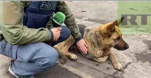 Nazis at Ilyich Ukraine Factory, Abandoned German Shepherd (Painted Blue) Before Retreating