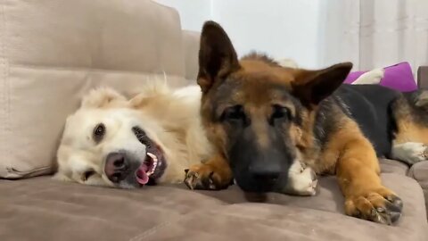 How the Golden Retriever and the German Shepherd Became Best Friends [Compilation]-17