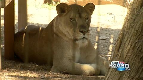 Tucson voters approve sales tax to improve Reid Park Zoo