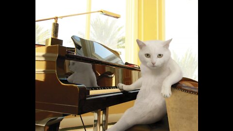 Funny Cat playing and running on piano