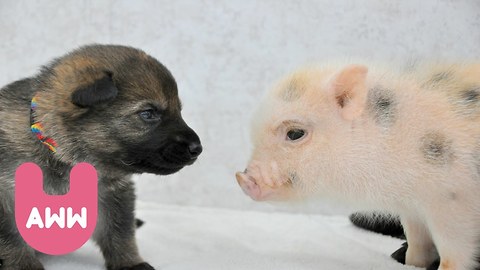 Momma Pig Adopts Four Puppies