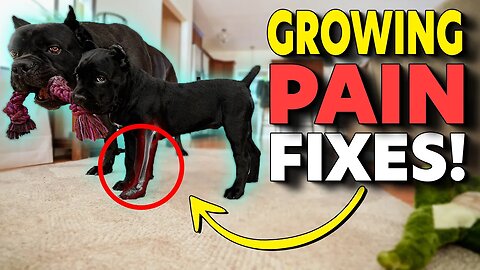 Dog Growing Pain Natural FIX #dog #growingpains