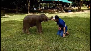 Un bébé éléphant joueur... et maladroit