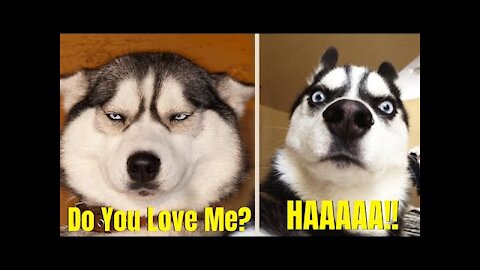 FUNNY HUSKY DOG And CAT - CUTE ANIMAL VIDEO COMPILATION # 38 Adorable Pets 2022.