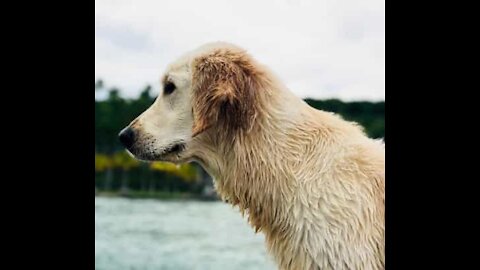 Golden retriever mexicana é apaixonada por atividades ao ar livre