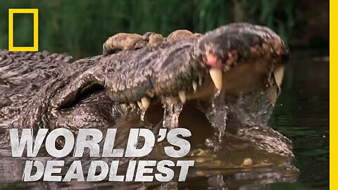 Crocs Kill with Strongest Bite | World's Deadliest