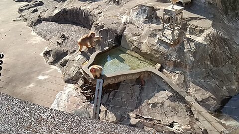 Monkeys in Ueno Park Zoo 6th video