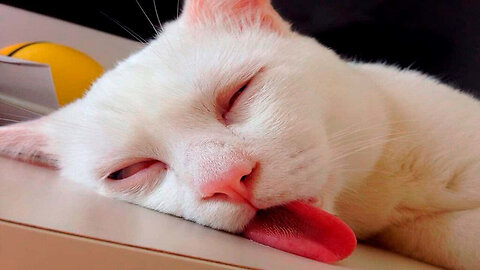 Cute Ginger Kitten Sleeping on a fur White Blanket. Baby Cat Sleeping.