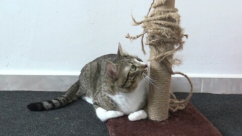 Cat Is so Attached to His Scratching Post