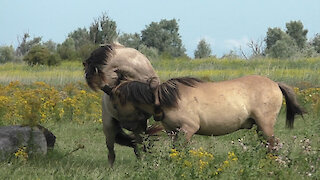 Free wrestling game between two wild Konik Horses