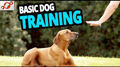 🐕 Basic Dog Training – TOP 10 Essential Commands Every Dog Should Know!