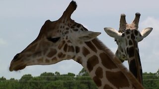 Lion Country Safari celebrates World Giraffe Day