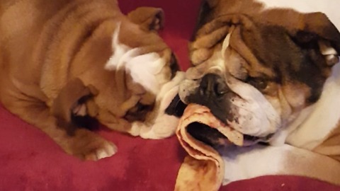 Two Adorable Bulldogs Eat A Slice Of Pizza Together