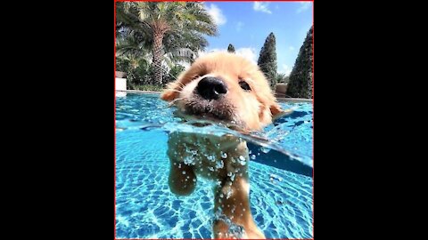 Teach your puppy how to swim