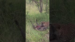 Leopard Caught A Warthog | #shorts #creativitydecoded