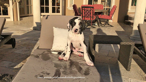 Adorable puppy dries off after pool time fun