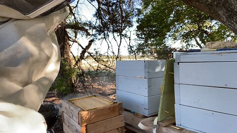 Transferring swarm trap to brood box.