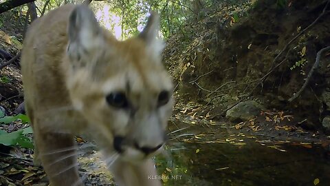 Adolescent mountain lion