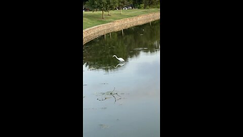 Great egrets, herons fishing on Chisholm Trail in Plano lake at Country Place