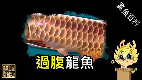 【龍爵士】龍魚百科-過腹龍魚