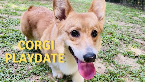 Shinji The Corgi- Playdate With Siblings 2 (Corgi Playdate)