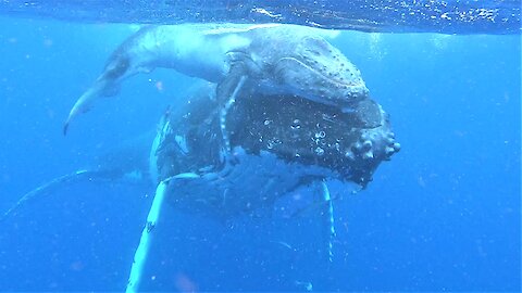 Mother humpback whale and her newborn calf delight swimmers in Tonga