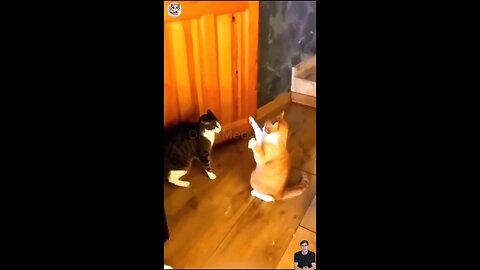 funny animal videos