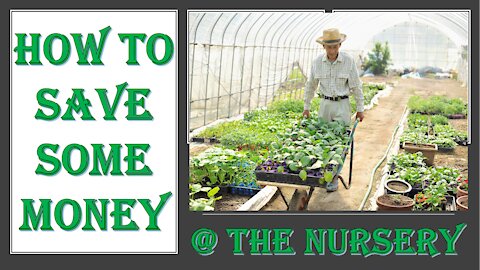 How to Save Some Money While Shopping for Seedlings at the Nursery