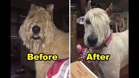 😂Funny Dog Gets a New Hairstyle 😂😂😂