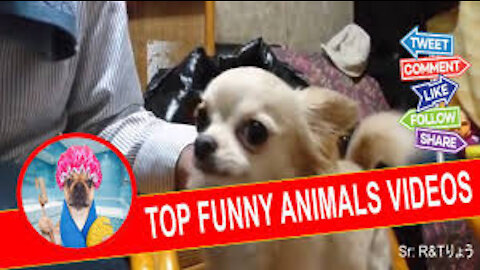 Super HARD TRY NOT TO LAUGH CHALLENGE - Funny ANIMAL compilation