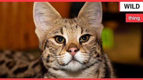 Wildlife park called to rehome a cat that's 'too wild'