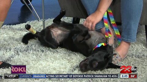 Pet of the Week: Eight-month-old lab mix Mika