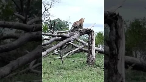 The Leopards of Londolozi